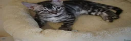 Bengal cats for sale: 2 Tica Registered male Bengal kittens for sale  in Windsor - Advert 6