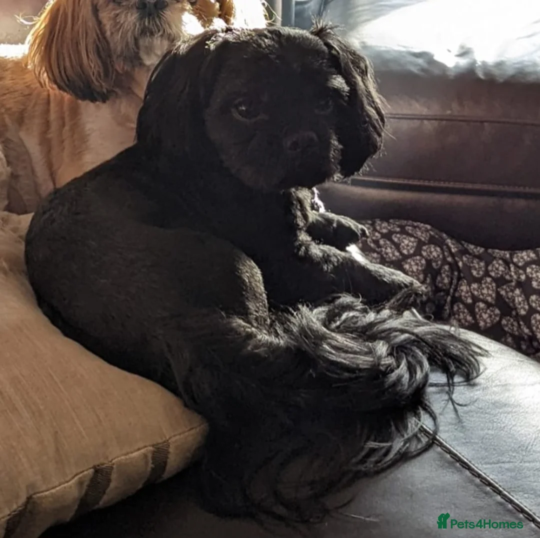 Shih Tzu dogs for stud: Imperial Shih Tzu Stud in Seaham - Advert 11