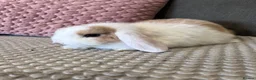 Mini Lop rabbits for sale: Beautiful Mini Lop Rabbits for sale - Advert 10