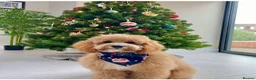 Cavapoo dogs for sale: Tiny teddy cavapoochon’s Now Available  - Advert 4