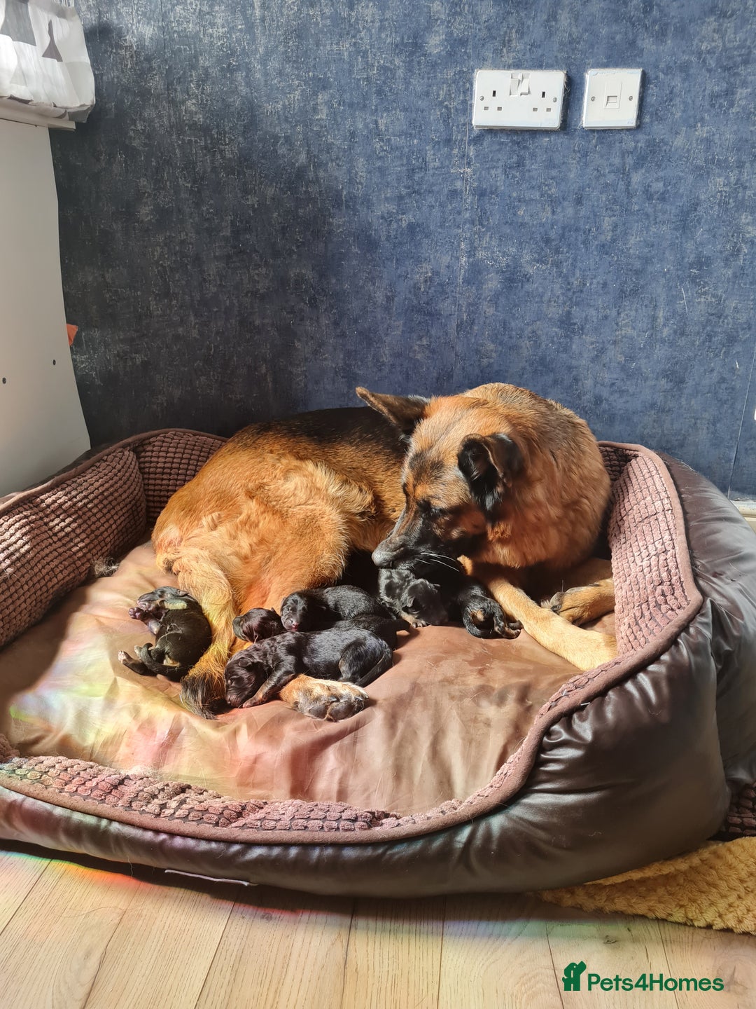 German Shepherd dogs for sale: Germany Shepherd pups - Image 2