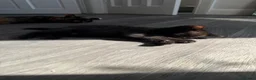 Mixed Breed cats for sale: Kittens  in Knaresborough - Advert 7