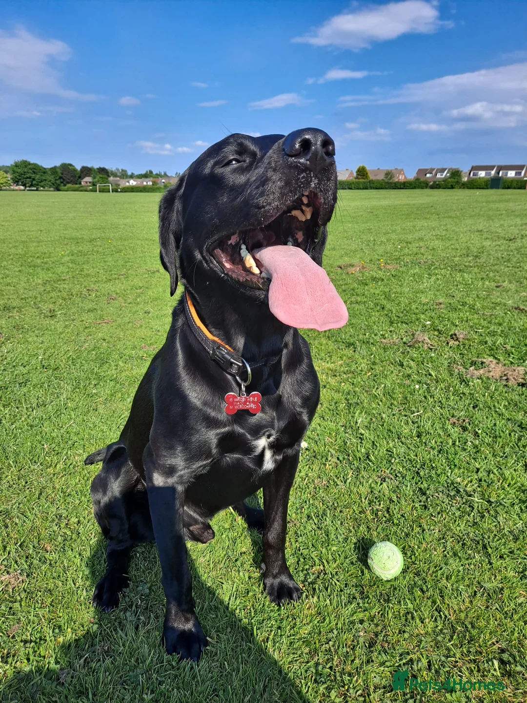 Labrador Retriever dogs for stud: Black Labrador for stud - North West - Proven stud in Saint Helens - Advert 15