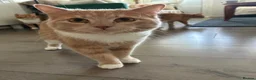 Mixed Breed cats for sale: 2 ginger brothers  - Advert 5