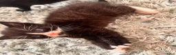 Mixed Breed cats for sale: Kittens ready now in Pulborough - Advert 8