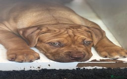 Mixed Breed dogs for sale: Rupert 10 week - Image 3