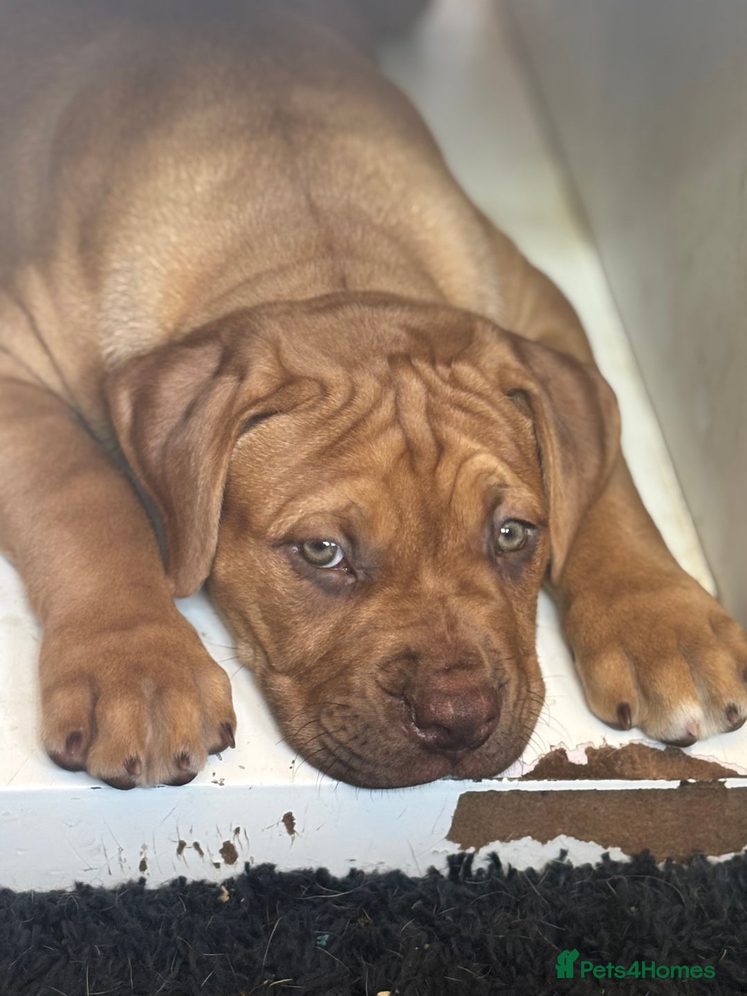 Mixed Breed dogs for sale: Rupert 10 week - Image 3