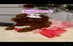 Toy Poodle dogs for sale: Poodles 🩷💙 - Advert 1