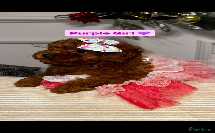 Toy Poodle dogs Poodles 🩷💙 - Advert 2