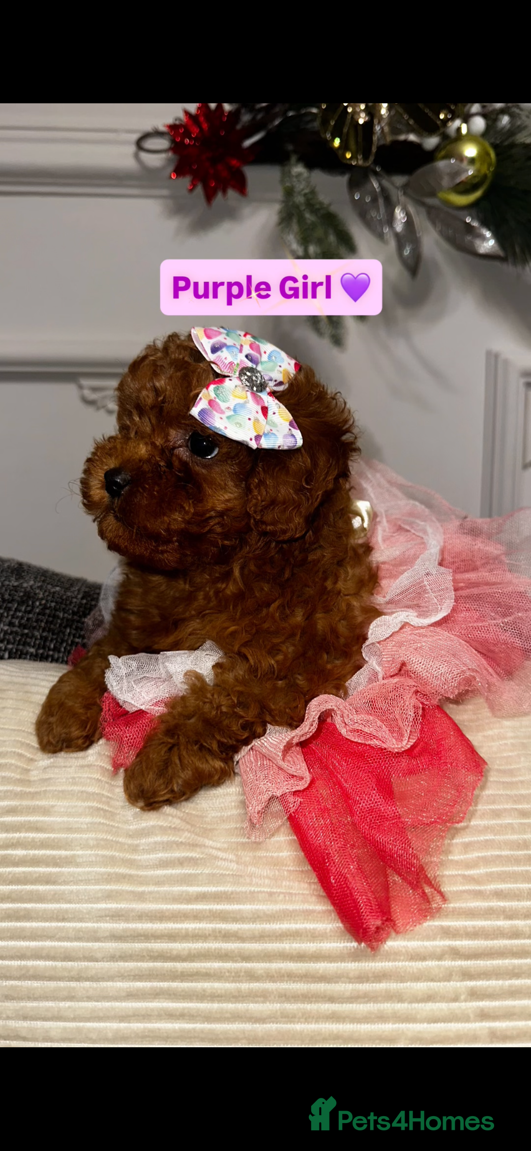 Toy Poodle dogs for sale: Poodles 🩷💙 - Advert 1