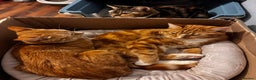 Mixed Breed cats for sale: Ginger and tabby cats - Advert 3