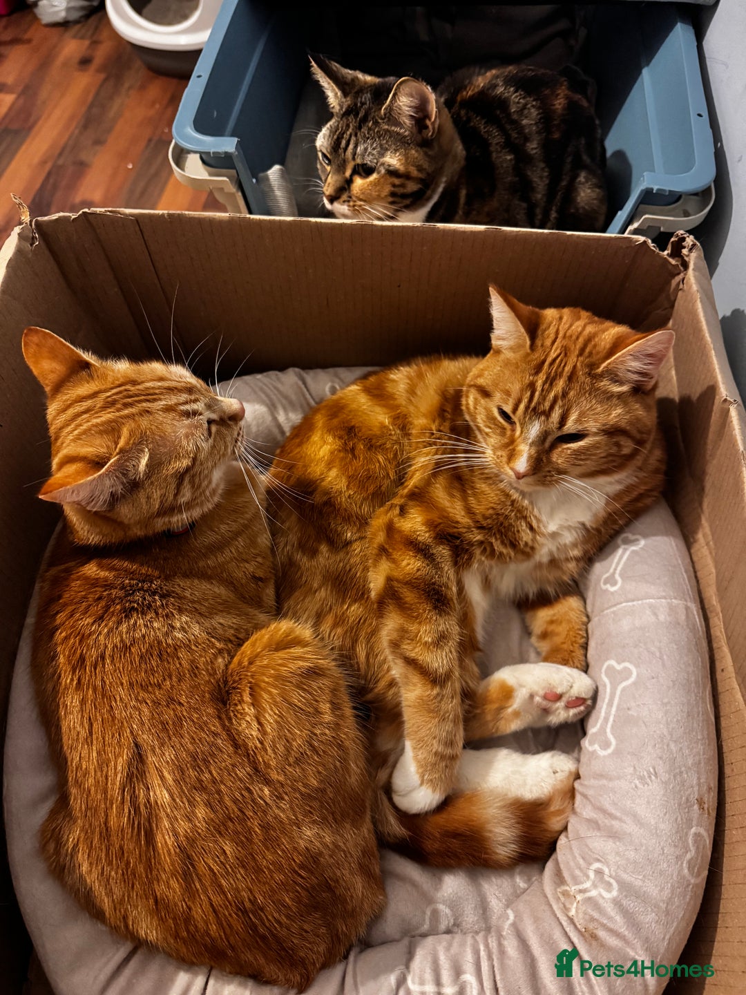 Mixed Breed cats for sale: Ginger and tabby cats - Advert 3