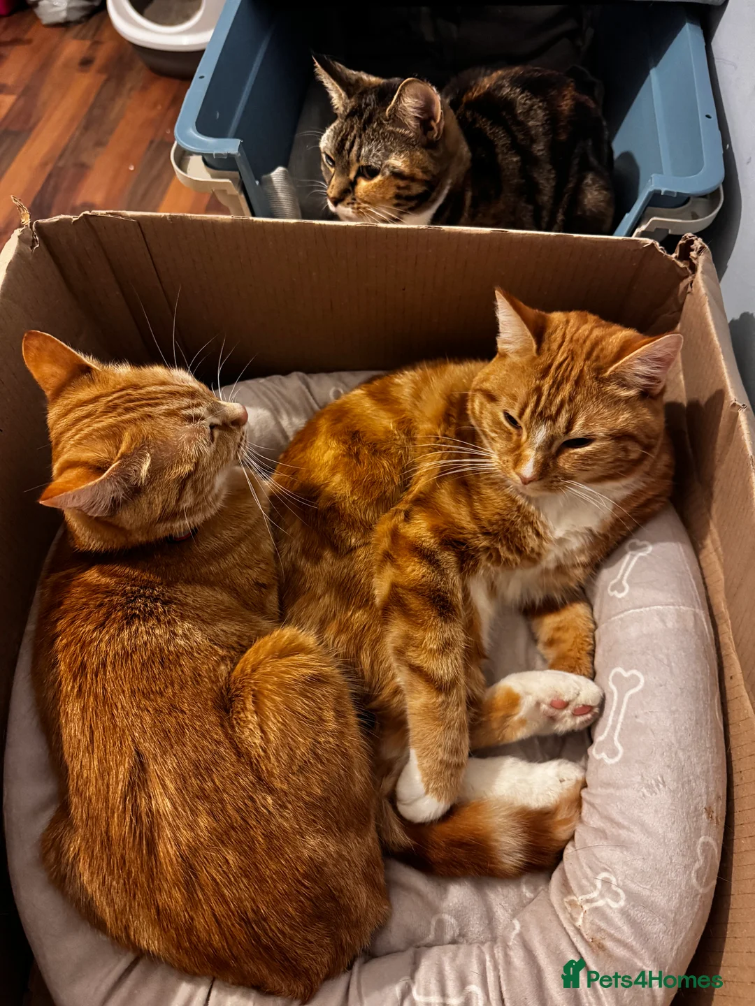 Mixed Breed cats for sale: Ginger and tabby cats - Advert 3