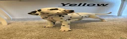 Dalmatian dogs for sale: 5 gen KC Dalmatians AVAILABLE NOW - Advert 5