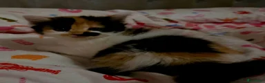 Mixed Breed 1