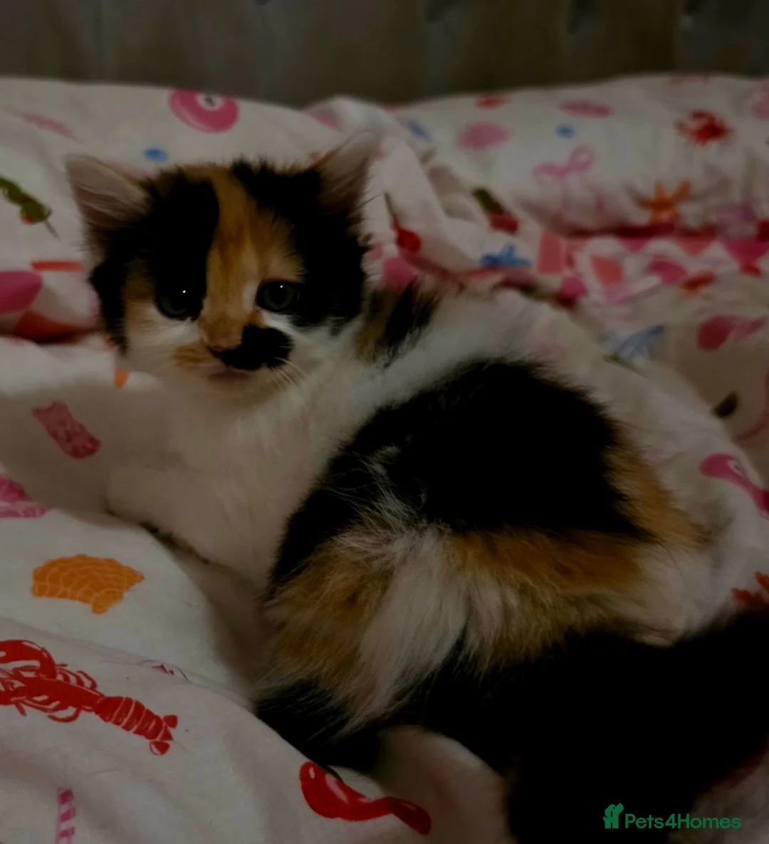 Mixed Breed cats for sale: Adorable Fluffy kittens  - Advert 19
