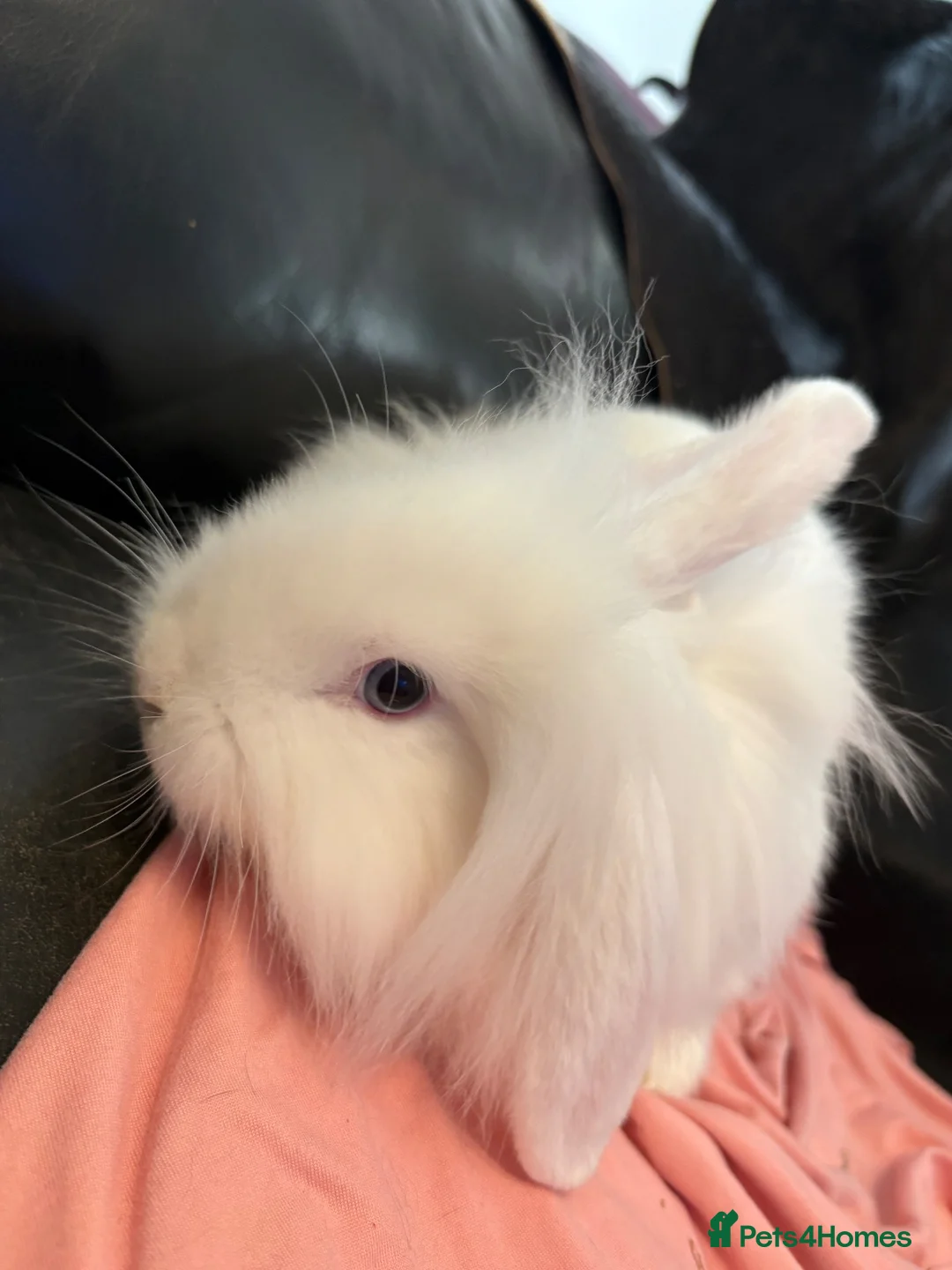Mixed Breed rabbits for sale: Lion lop buck🩵 - Advert 5