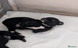 Mixed Breed dogs for sale: Beautiful Labrador x Staffys - Image 11