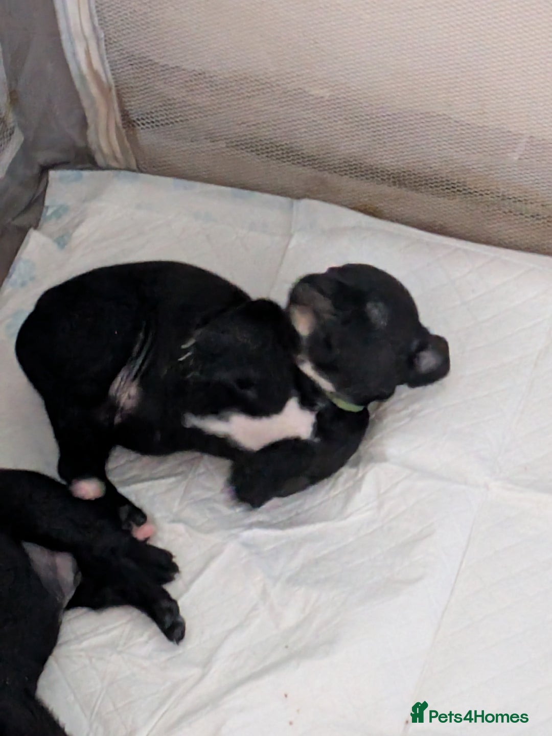 Mixed Breed dogs for sale: Beautiful Labrador x Staffys - Image 11