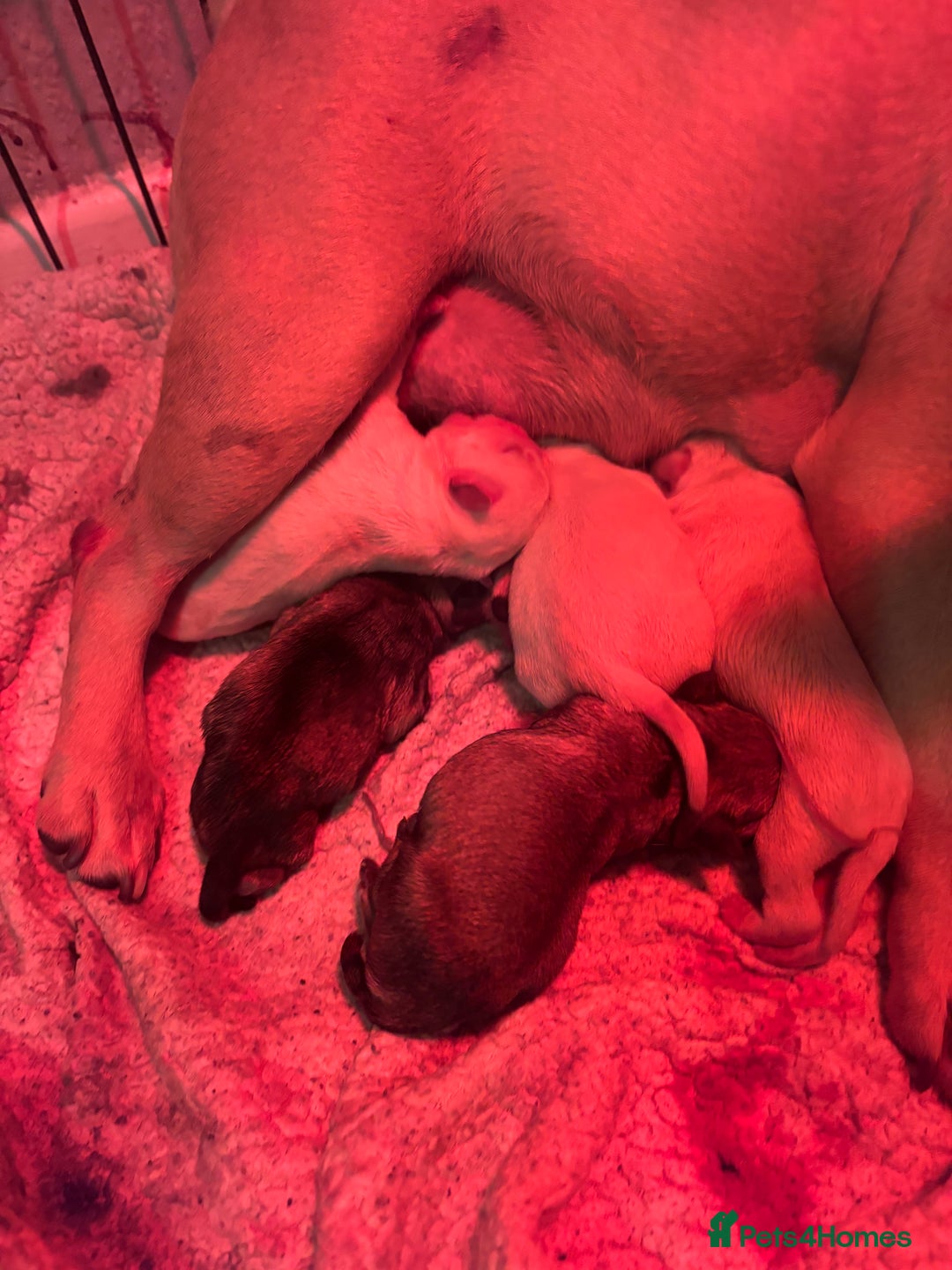 Frug dogs for sale: Frug Puppies For sale - Advert 2