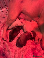 Frug dogs Frug Puppies For sale - Advert 3