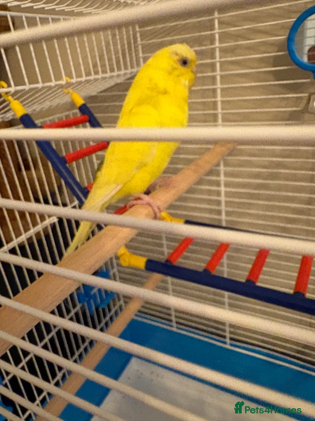 Mixed Breed birds for sale: Birds for sale  - Advert 1