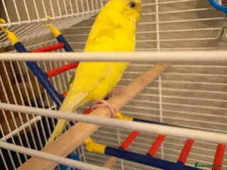 Mixed Breed birds Birds for sale - Advert 1