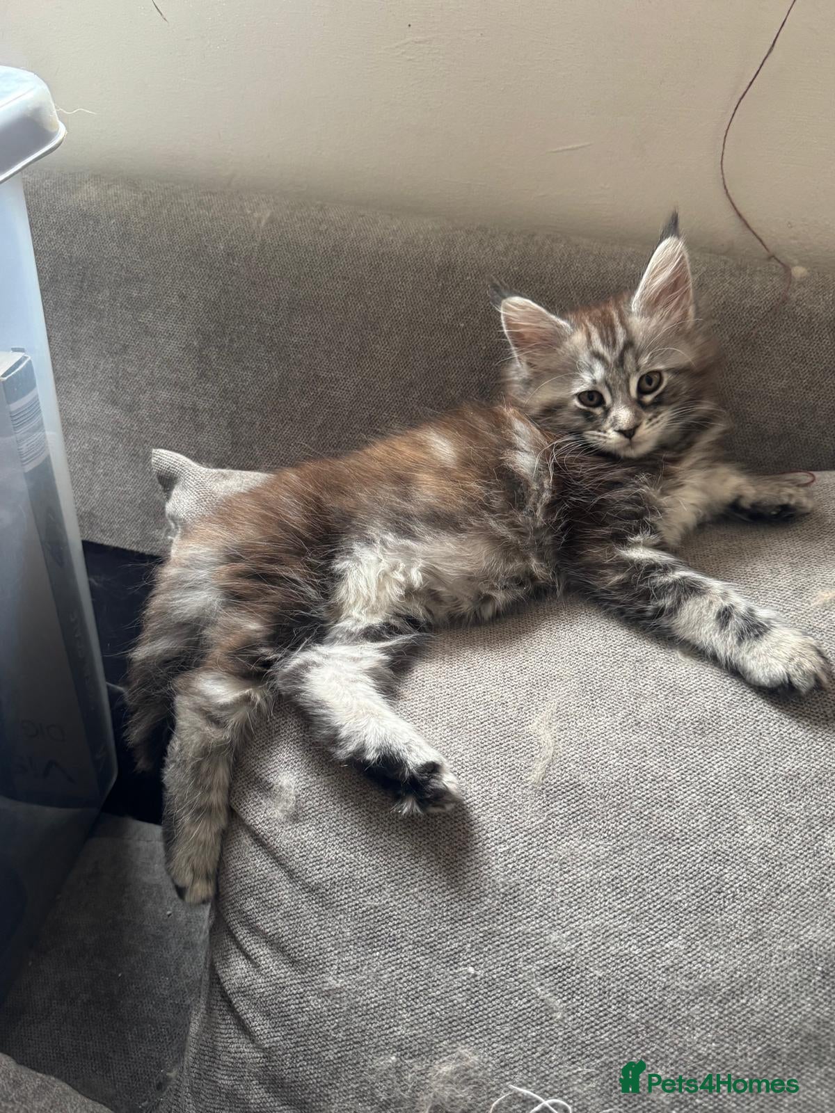 Maine Coon cats Maine Coon Kitten & Mother Cat For Sale - Advert 14