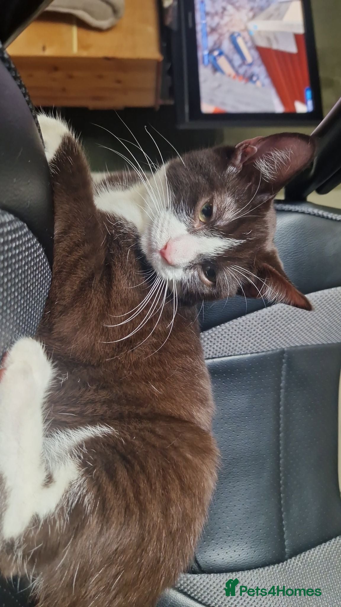 Domestic Shorthair cats Domestic shorthair  - Advert 4