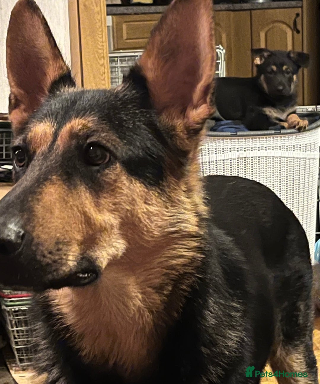 German Shepherd dogs for sale: 🐾 Beautiful German Shepherd Puppies! 🐾 - Image 10