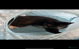 Domestic Shorthair cats for sale: Cat Needing Rehoming - Image 1