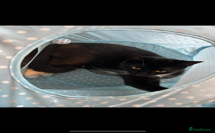 Domestic Shorthair cats - Advert 11