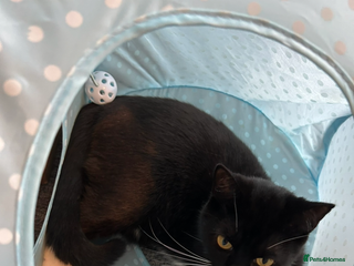 Domestic Shorthair cats - Advert 29