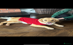 Mixed Breed dogs for sale: Golden retriever / border terrior mix  - Image 9