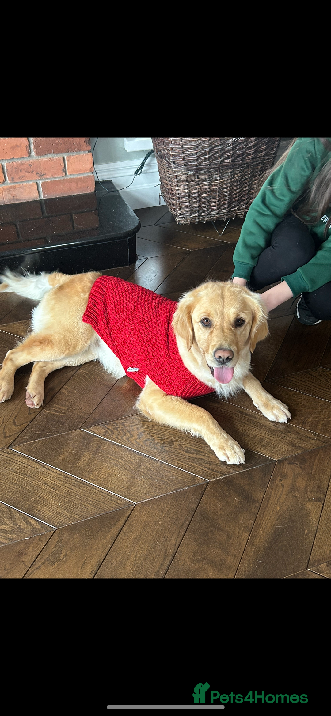 Mixed Breed dogs for sale: Golden retriever / border terrior mix  - Image 9
