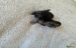Ragdoll cats for sale: RAGDOLL X KITTENS  - Image 15