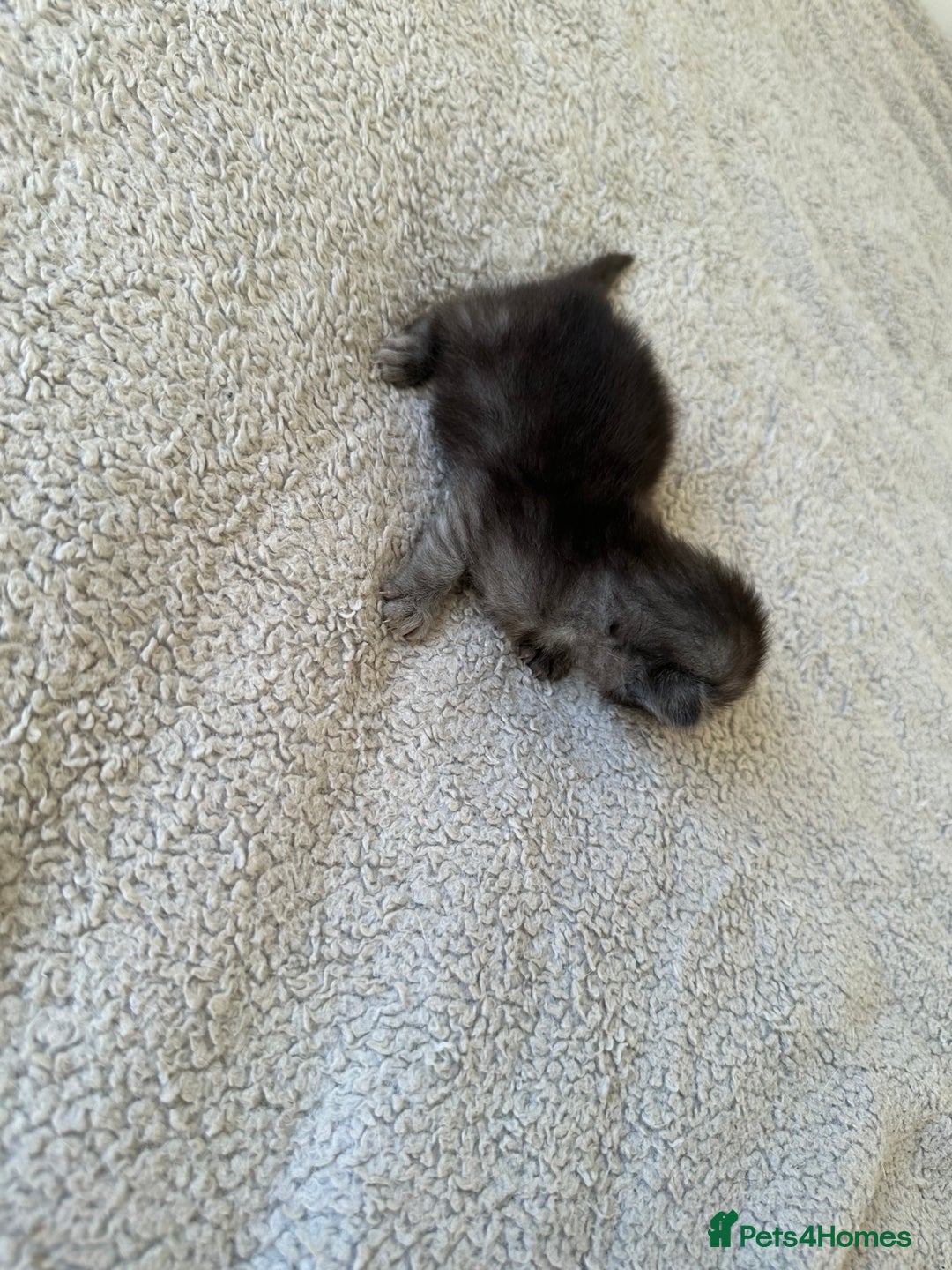 Ragdoll cats for sale: RAGDOLL X KITTENS  - Image 15