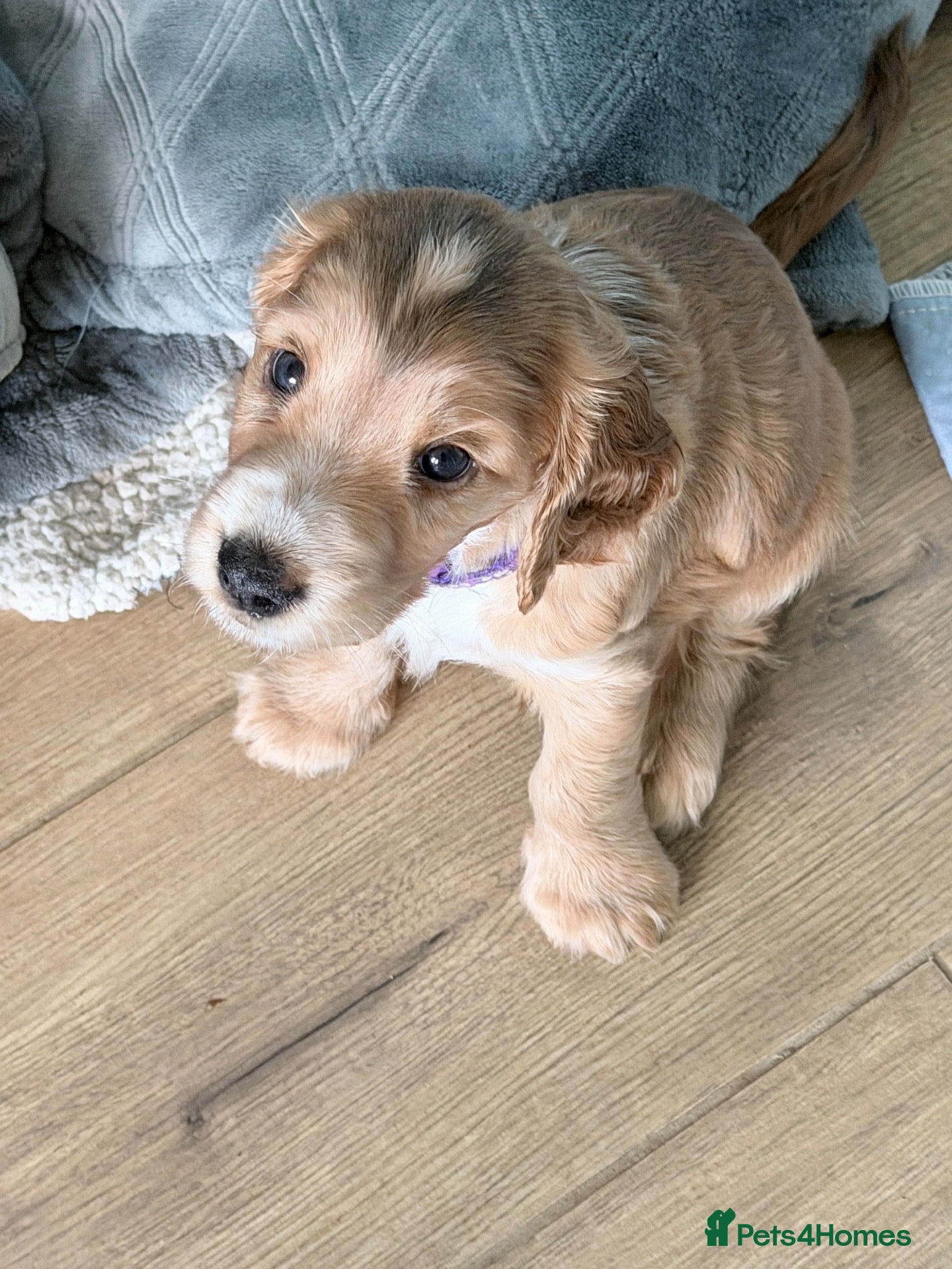 Cocker Spaniel dogs for sale: Bella’s Cocker Spaniel Puppies – 4 Boys, 1 Girl - Advert 3