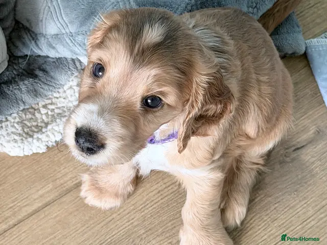 Cocker Spaniel dogs for sale: Bella’s Cocker Spaniel Puppies – 4 Boys, 1 Girl - Advert 3