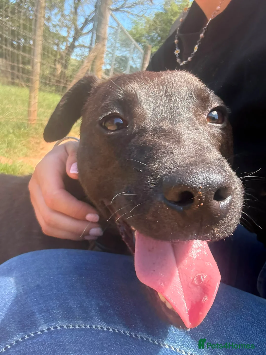 Patterdale Terrier dogs for adoption: Shane - Patterdale for Adoption in Wells - Advert 2