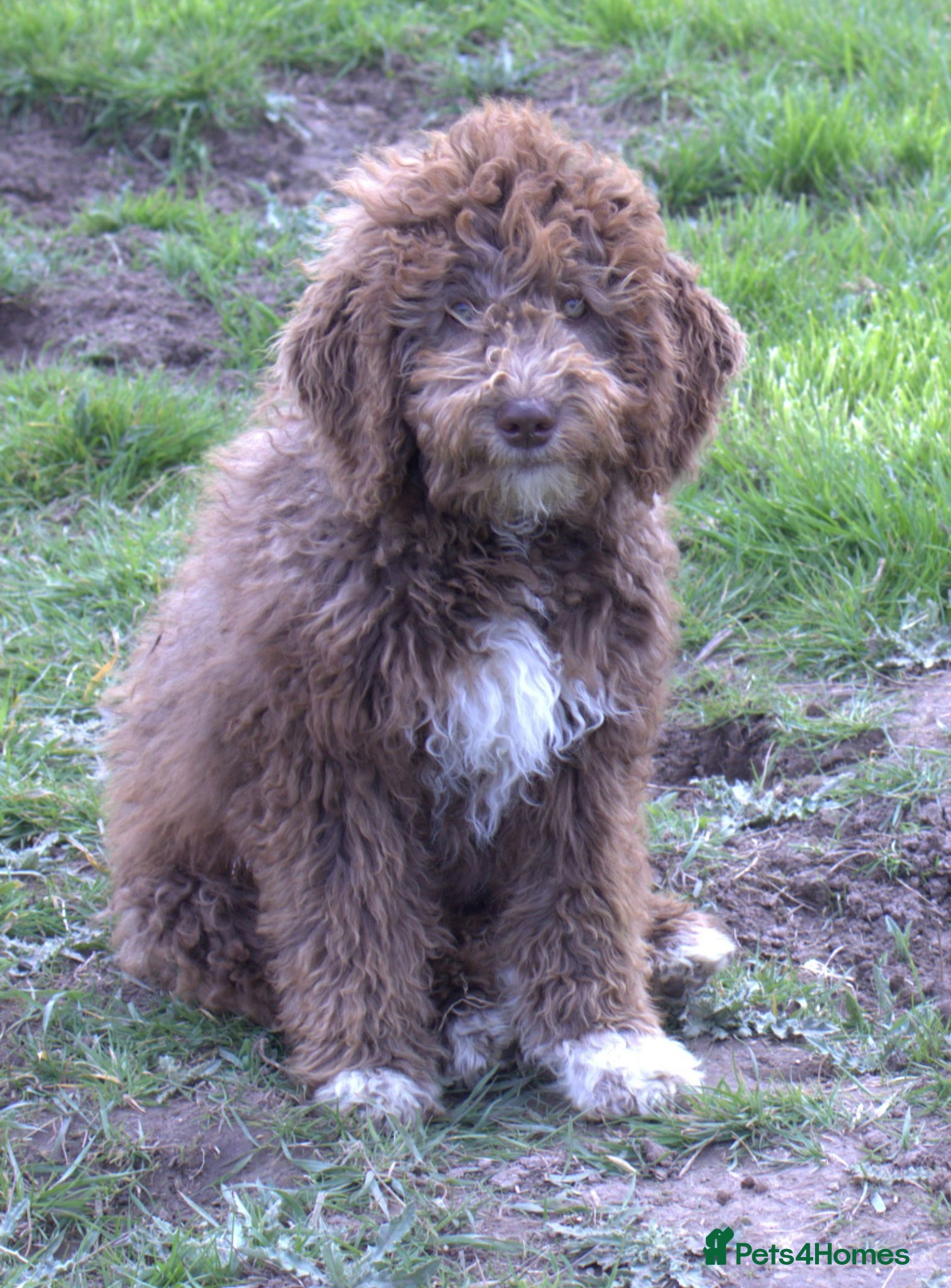 Labradoodle dogs 🐾🌈 Stunning Tuxedo Shaggy Boy 🌈 - Advert 3