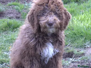 Labradoodle dogs 🐾🌈 Stunning Tuxedo Shaggy Boy 🌈 - Advert 3