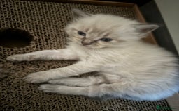 Ragdoll cats for sale: 2 male ragdoll kittens in Colchester - Image 11