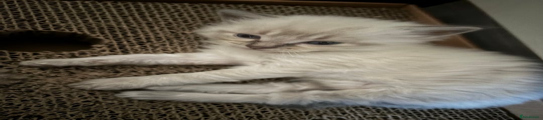 Ragdoll Kitten 1