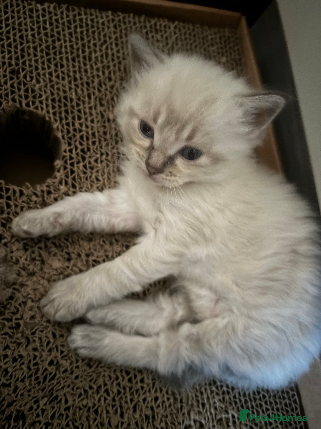 Ragdoll cats for sale: 2 male ragdoll kittens in Colchester - Image 11