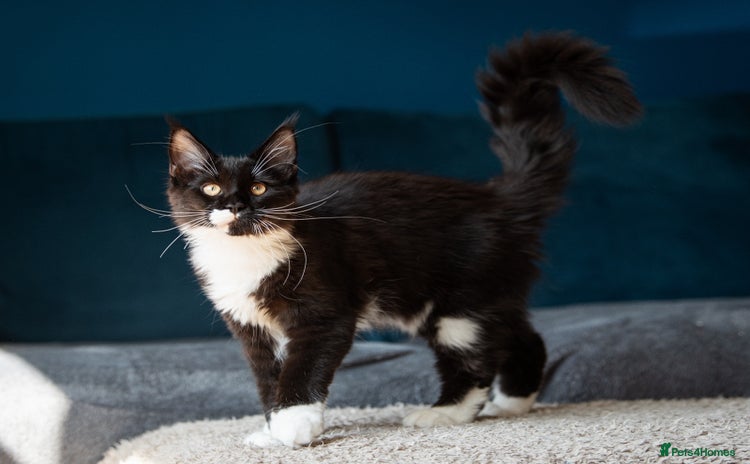 Maine Coon cats - Advert 1