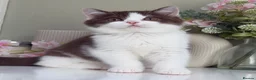 British Shorthair cats for sale: Gorgeous British Kittens - Advert 31