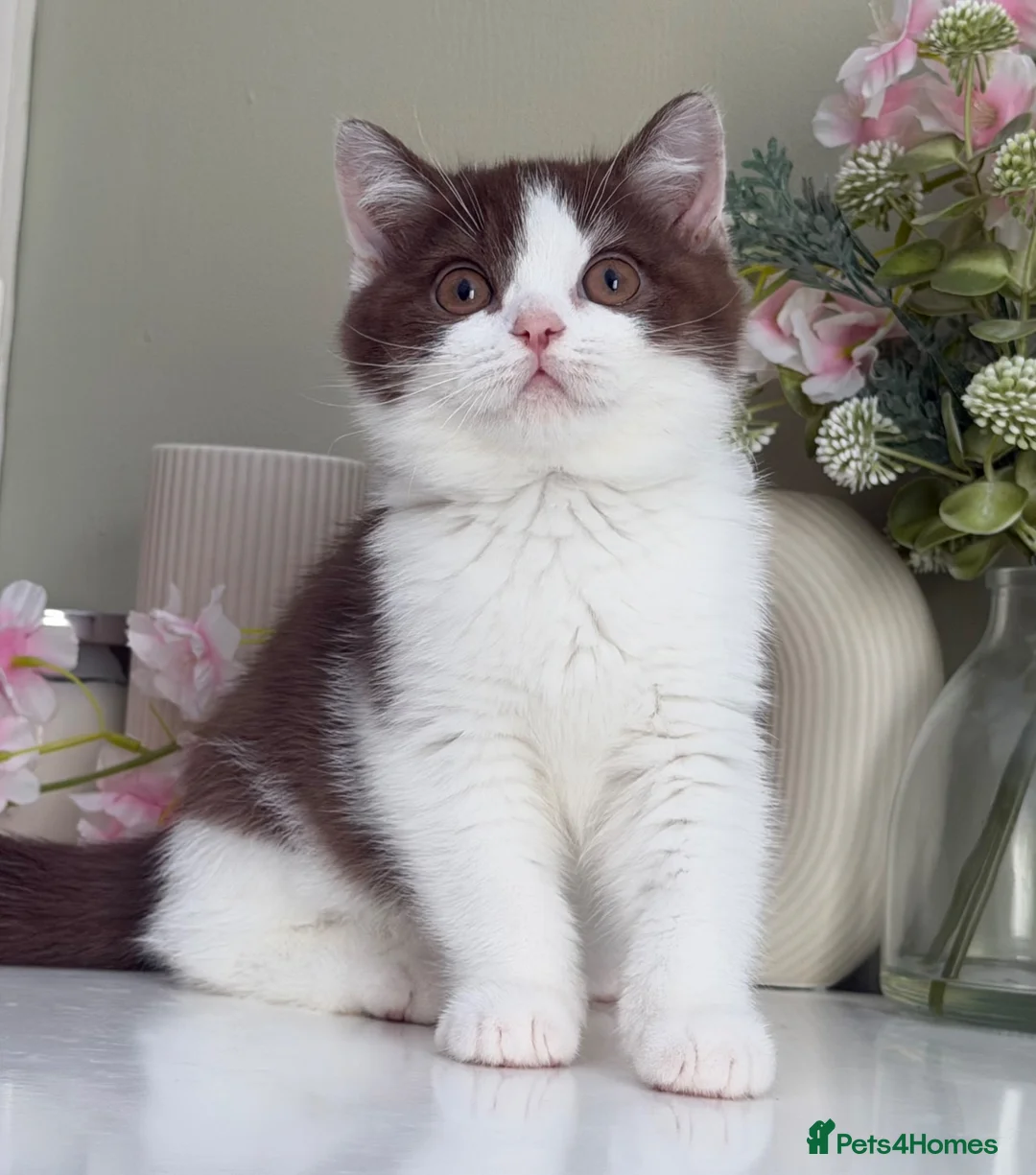 British Shorthair cats for sale: Gorgeous British Kittens - Advert 31