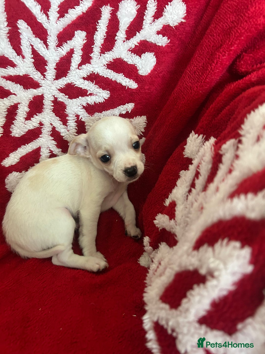 Mixed Breed dogs for sale: Jack chi  - Advert 8