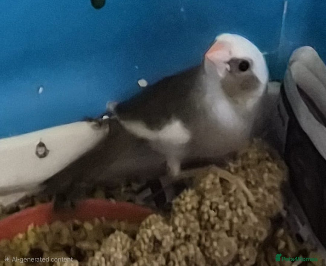 Finches birds for sale: Star finch beautifully babys - Image 4
